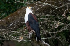 Afrikansk Flodørn / African Fish Eagle