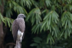 Flodørn / Grey-headed Fish Eagle