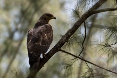 Østlig Hvepsevåge / Crested honey buzzard