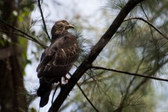 Østlig Hvepsevåge / Crested honey buzzard