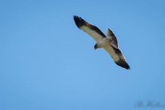 Dværgørn / Botted Eagle