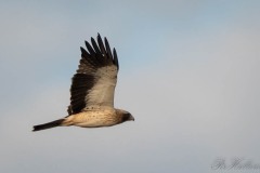 Dværgørn / Botted Eagle