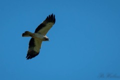 Dværgørn / Botted Eagle