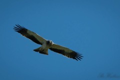 Dværgørn / Botted Eagle