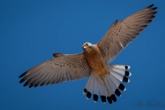 Lille Tårnfalk / Lesser Kestrel