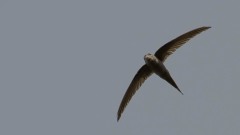 Afrikansk Palmesejler / African Palm Swift