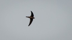 Mørkgumpet Sejler / Dark-rumped Swift