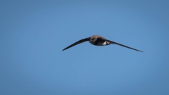 Alpesejler / Alpine Swift