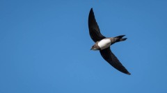 Alpesejler / Alpine Swift