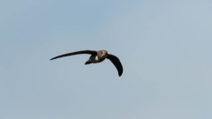 Alpesejler / Alpine Swift