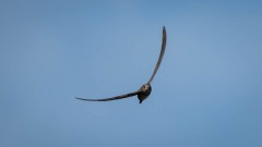 Alpesejler / Alpine Swift