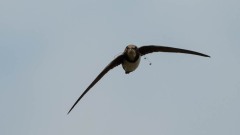 Alpesejler / Alpine Swift