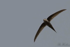 Afrikansk Palmesejler / African Palm Swift