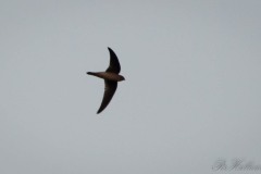 Mørkgumpet Sejler / Dark-rumped Swift