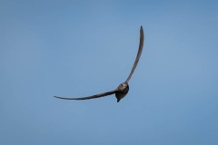 Alpesejler / Alpine Swift