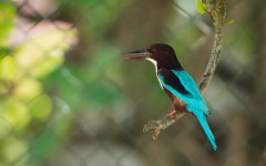 Smyrnaisfugl / White-throated Kingfisher