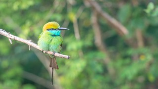 Lille Grøn Biæder / Green Bee-eater