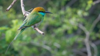 Lille grøn Biæder / Green Bee-eater