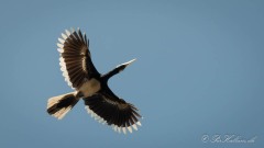 Broget Næsehornsfugl /  Oriental Pied Hornbill