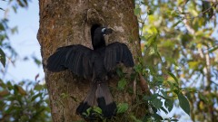 Bronzehornnæb /  Bushy-crested Hornbill