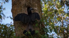 Bronzehornnæb /  Bushy-crested Hornbill