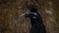 Bronzehornnæb /  Bushy-crested Hornbill