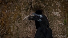 Bronzehornnæb /  Bushy-crested Hornbill