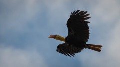 Rynkenæb / Wrinkled hornbill