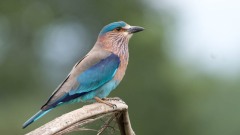 Blåkronet Ellekrage / Indian Roller
