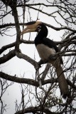 Rajahnæsehornsfugl /  Malabar pied hornbill