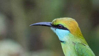 Lille grøn Biæder / Green Bee-eater