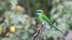 Lille grøn Biæder / Green Bee-eater