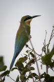 Blåhalet Biæder / Blue-tailed bee-eater