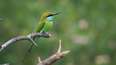 Lille grøn Biæder / Green Bee-eater