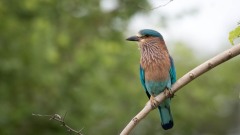Blåkronet Ellekrage / Indian Roller