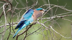 Blåkronet Ellekrage / Indian Roller