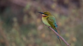 Blåhalet Biæder / Blue-tailed bee-eater