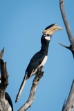 Rajahnæsehornsfugl / Malabar Pied Hornbill