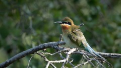 Blue-tailed bee-eater, Blåhalet Biæder