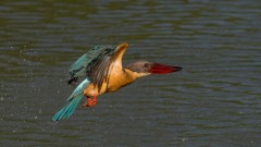 Blåvinget Storkenæbsisfugl /  Stork-billed Kingfisher