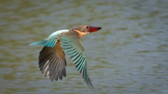 Blåvinget Storkenæbsisfugl /  Stork-billed Kingfisher