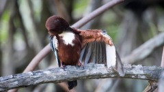 Smyrnaisfugl / White-throated Kingfisher