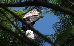 Gråkindet Hornfugl /   Black and white Casqued Hornbill
