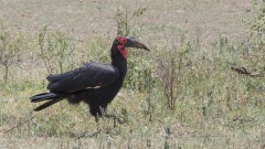 Sydlig Hornravn / Southern ground hornbill