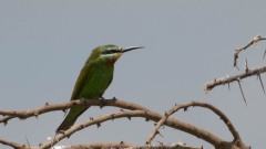 Grøn Biæder / Blue Cheeked Bee Eater