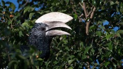 Gråkindet Hornfugl /   Black and white Casqued Hornbill