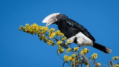 Gråkindet Hornfugl /   Black and white Casqued Hornbill