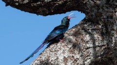 Purpurskovhærfugl / Green Wood Hoopoe