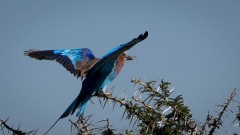 Lillabrystet Ellekrage / Lilac-breasted roller