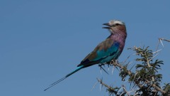 Lillabrystet Ellekrage / Lilac-breasted roller